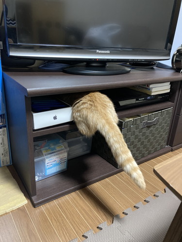 テレビラックに入ろうとする虎太郎くん
