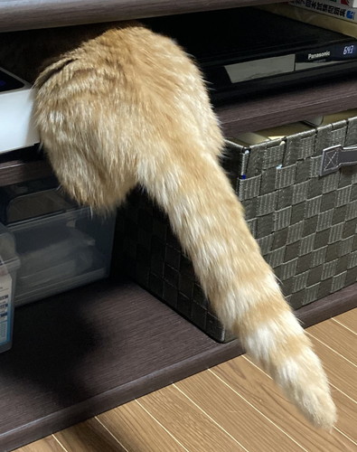 テレビラックに入ろうとする虎太郎くんのお尻