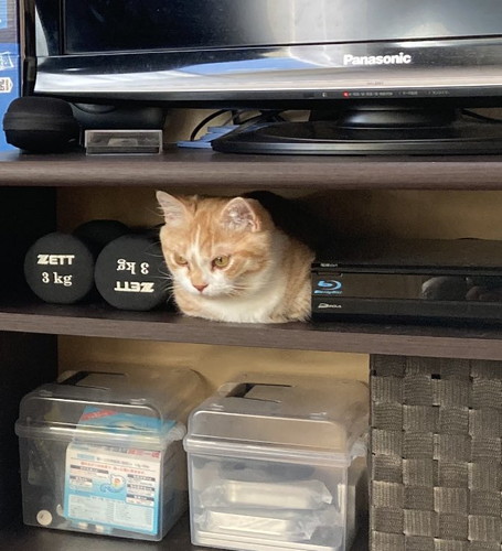 テレビラックに入ってる虎太郎くん