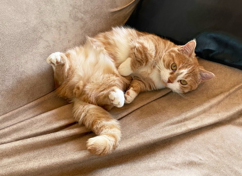 ころんする虎太郎くん