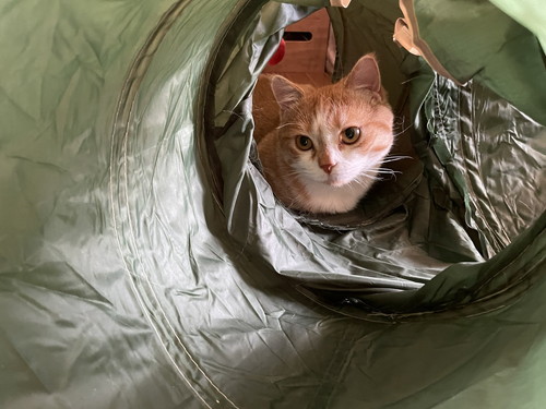 トンネルの向こうに虎太郎くん