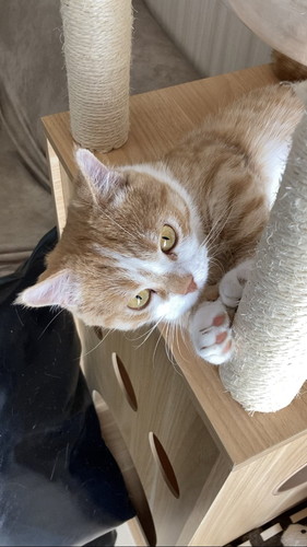 肉球がキュートな虎太郎くん