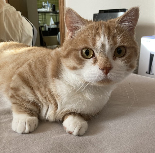 正面の虎太郎くん