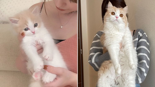 こなつくんビフォーアフター