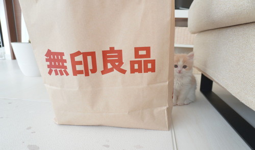 小さい頃のこなつくん