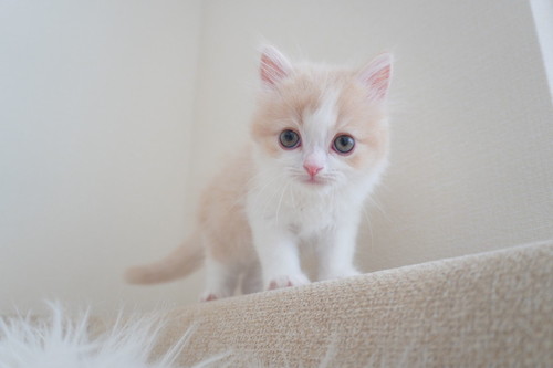 小さいこなつくん