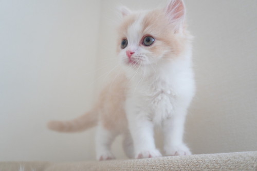 小さくてかわいいこなつくん