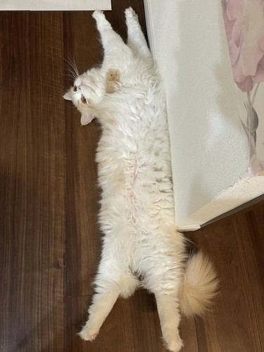 大きなこなつくん