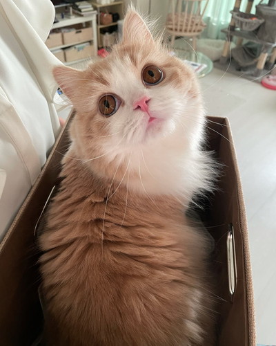 振り返りこなつくん