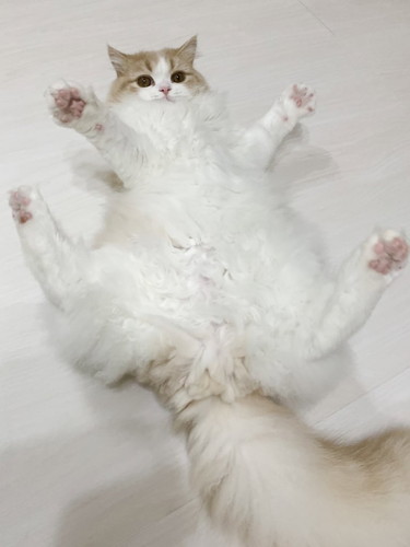 びっくりするこなつくん