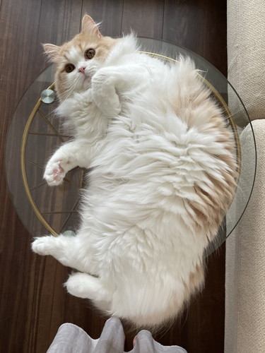 はみ出ちゃうこなつくん