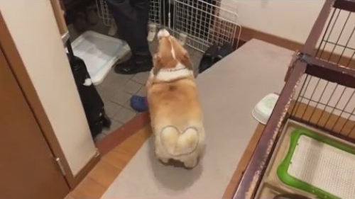 お尻を揺らすコーギー