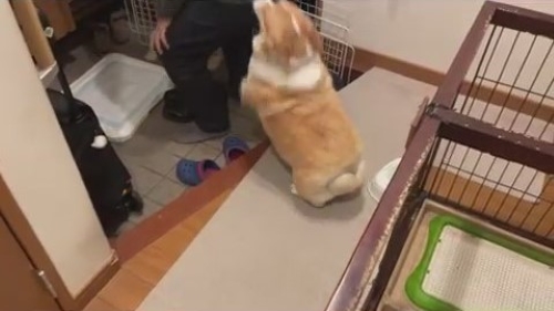 喜ぶコーギーの様子
