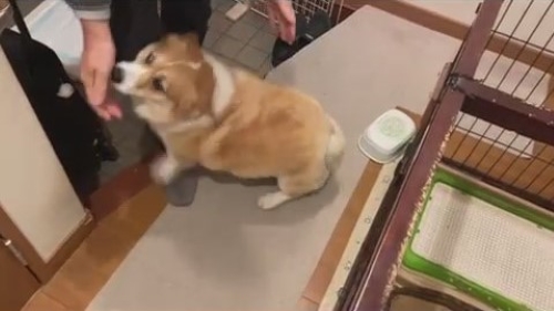 お父さんとコーギー