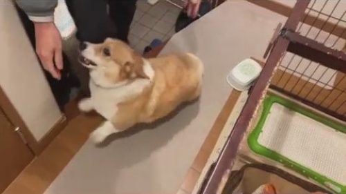 部屋に入るコーギー