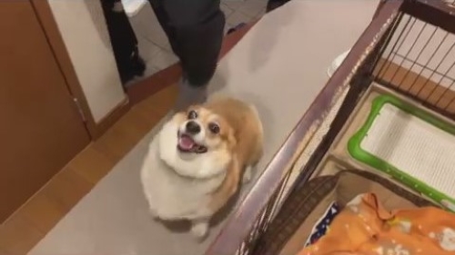 笑顔のコーギー