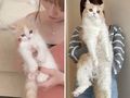 ちっちゃかった子猫が「1年でこんなにデカくなりました」　ビフォーアフター写真に「愛情たっぷり育ってる」の声