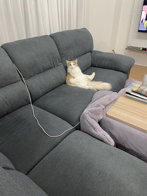 ソファでくつろぐ博士