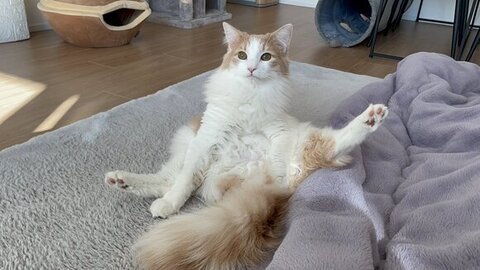 毛づくろいする博士