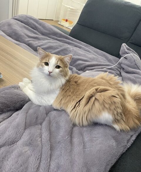 テーブルに前足を乗せる博士