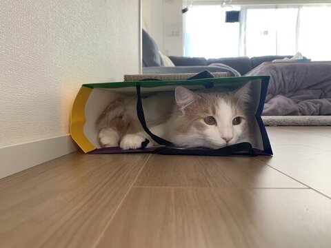 紙袋に入る教授