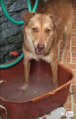 ジャブジャブするワンコ