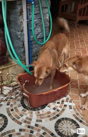 楽しそうなワンコ