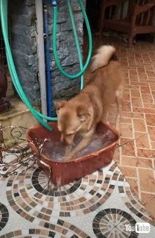 悪気がないワンコ