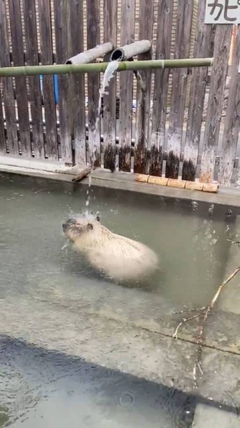 滝行するカピバラ