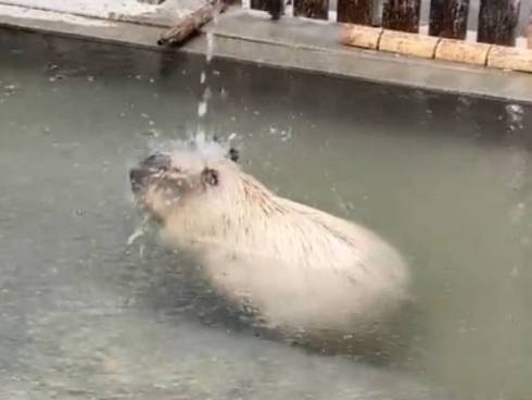 滝に打たれるカピバラ