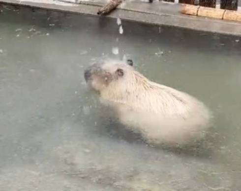 湯気が立つカピバラ