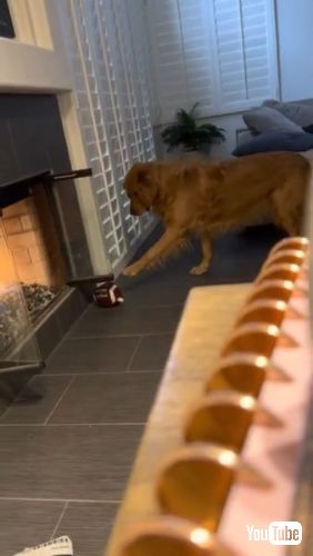 おもちゃを取りたい犬