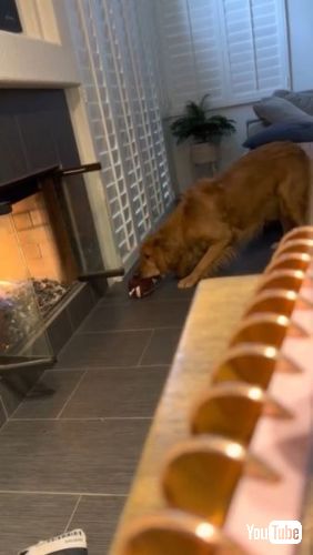 おもちゃをくわえた犬