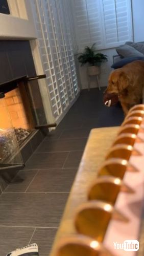 暖炉を見つめる犬