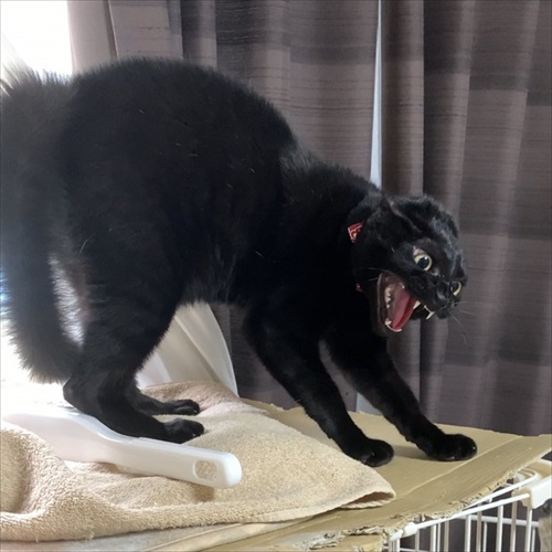 ブチ切れの猫ちゃん