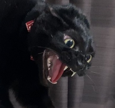 ブチ切れの猫ちゃん