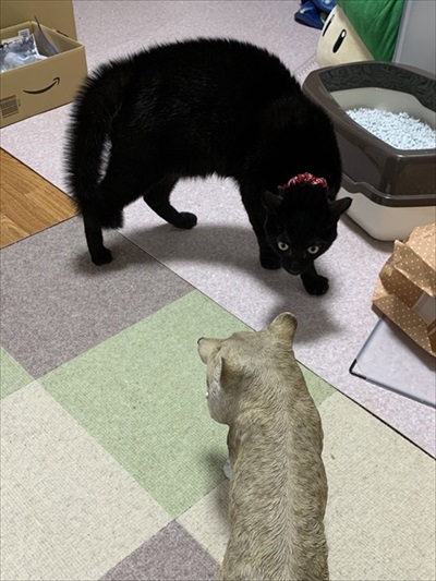 警戒する猫ちゃん