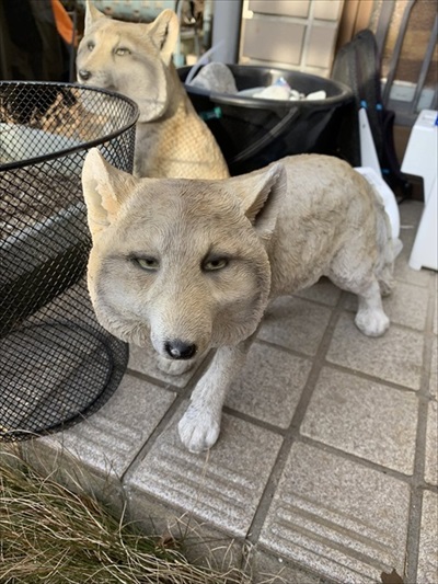 キレる猫ちゃん