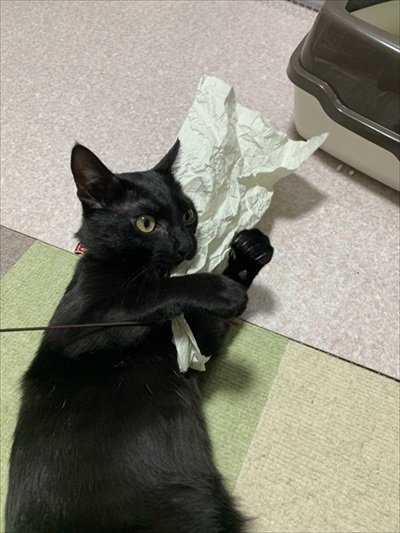 ゴロンする猫ちゃん