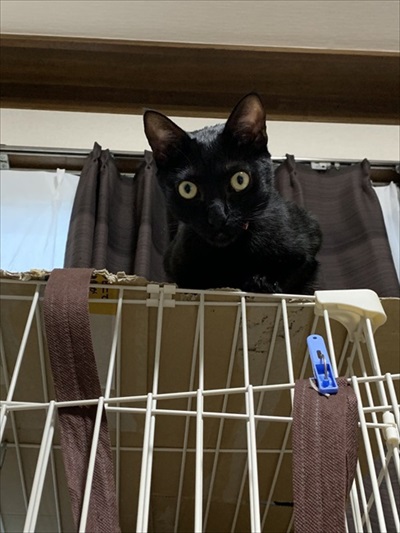 目がまんまるの猫ちゃん