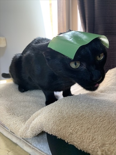 テープを付ける猫ちゃん