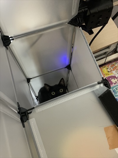 隠れる猫ちゃん