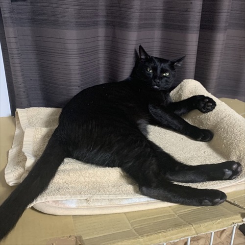 セクシーな猫ちゃん