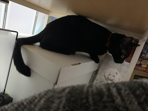 狭い場所が好きな猫ちゃん