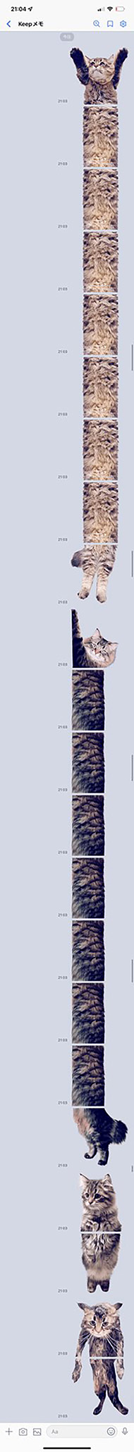 サイベリアンのヤマネコ3