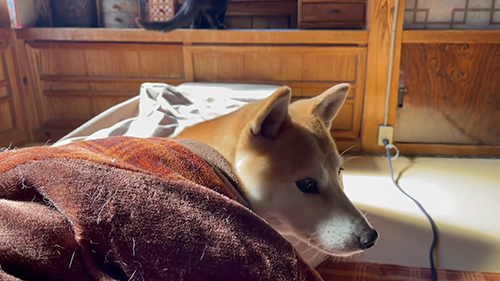 こたつから出てきたももちゃん