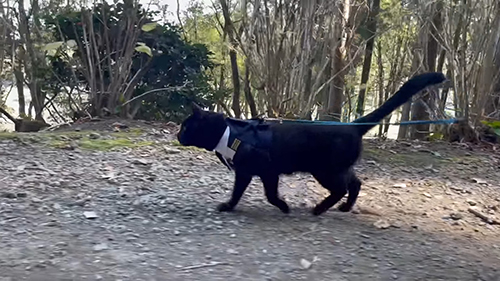 しっぽピンの天くん