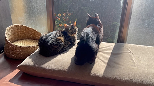 天くんと空くん