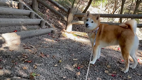 振り向きももちゃん