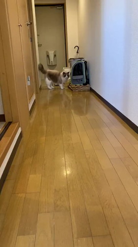飼い主を見る猫